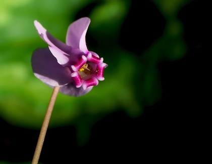 Cyclamen hederifolium