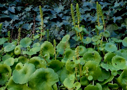 Umbilicus rupestris-1