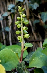 Umbilicus rupestris-2