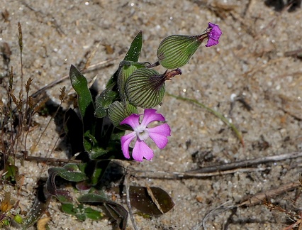 Silene conica