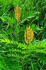 Osmunda regalis-2