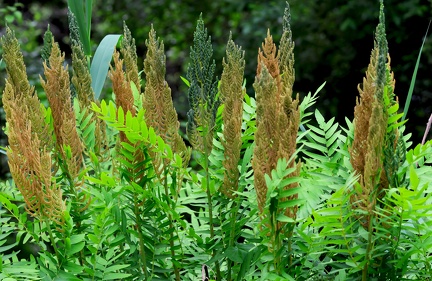 Osmunda regalis-4