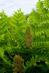 Osmunda regalis-3