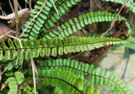 Asplenium trichomanes