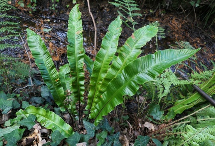 Asplenium scolopendrium