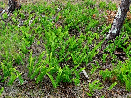 Polypodium vulgare