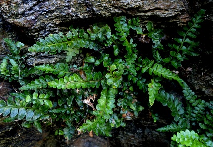 Asplenium marinum