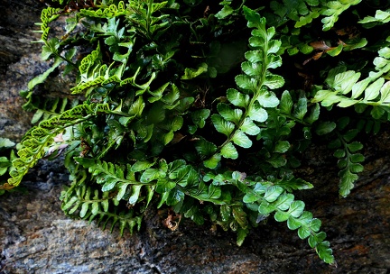 Asplenium marinum
