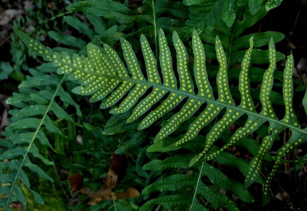 Polypodium vulgare