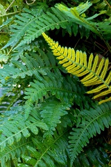 Polypodium vulgare