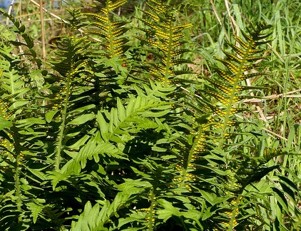 Polypodium vulgare