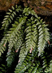 Asplenium marinum