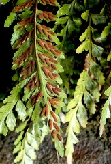Asplenium marinum