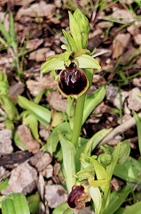 Ophrys aranifera 