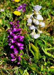 Anacamptis morio