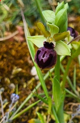 Ophrys passionis-1