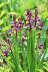 Anacamptis laxiflora-5