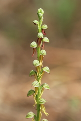 Orchis anthropophora-4