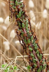 Himantoglossum hircinum-6