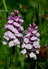 Dactylorhiza maculata-2