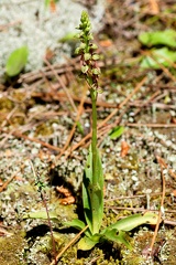 Orchis anthropophora-2