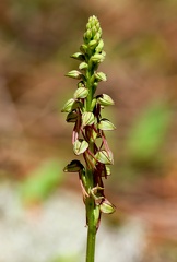Orchis anthropophora-3