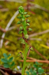 Orchis anthropophora