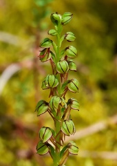 Orchis anthropophora-1