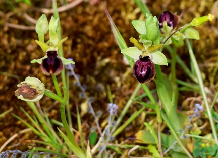 Ophrys passionis-2