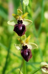 Ophrys passionis-4