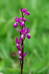 Anacamptis laxiflora