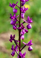 Anacamptis laxiflora-1