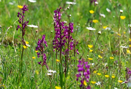 Anacamptis laxiflora-2