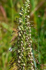 Himantoglossum hircinum-1