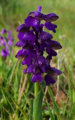Anacamptis morio