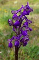 Anacamptis morio