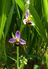 Ophrys apifera 