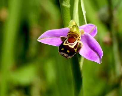Ophrys apifera-1