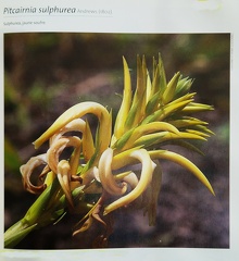 Bromelia-1