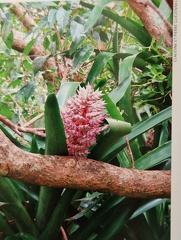 Bromelia-2