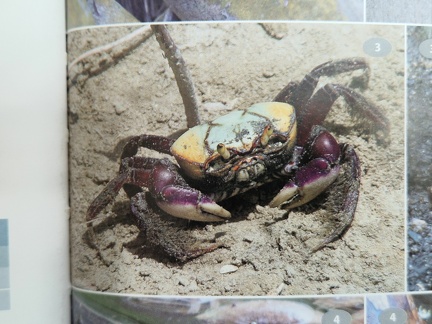 Wildlife Eastern Caribbean-1
