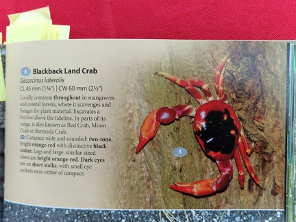 Wildlife Eastern Caribbean-2