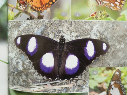 Wildlife Eastern Caribbean-3