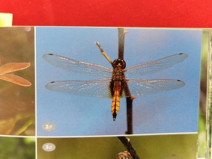 Wildlife Eastern Caribbean-5