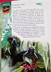 InsectesAF-2