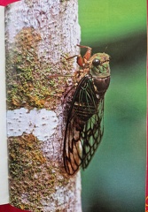 InsectesAF-3
