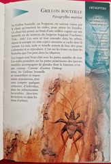 InsectesAF-4