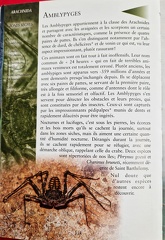 InsectesAF-5