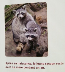 SOS-Animaux-2