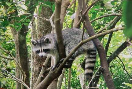 SOS-Animaux-3